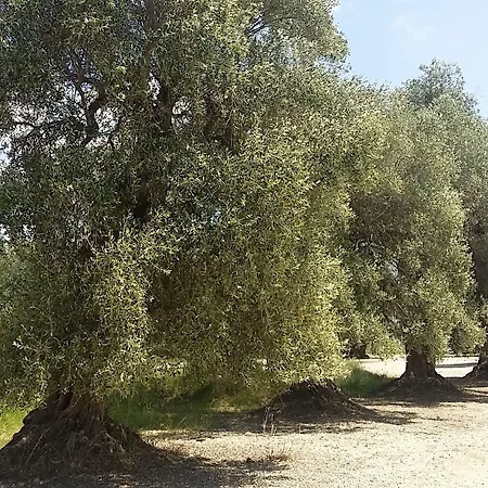 Il Filaro Del Castello Di San Basilio Marina Di Pisticci