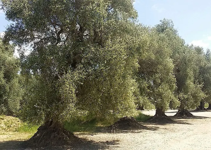 Il Filaro Del Castello Di San Basilio Marina Di Pisticci